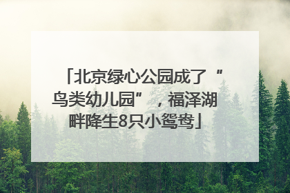 北京绿心公园成了“鸟类幼儿园”，福泽湖畔降生8只小鸳鸯
