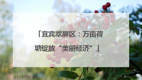 宜宾翠屏区：万亩荷塘绽放“美丽经济”