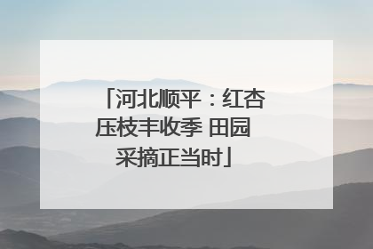 河北顺平：红杏压枝丰收季 田园采摘正当时