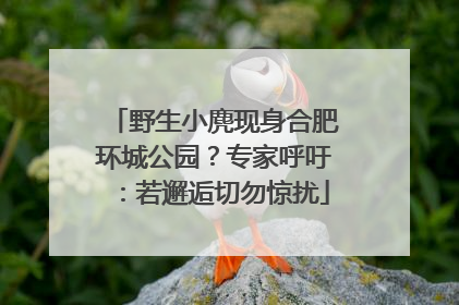野生小麂现身合肥环城公园？专家呼吁：若邂逅切勿惊扰