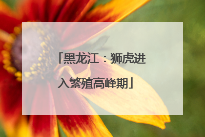 黑龙江：狮虎进入繁殖高峰期